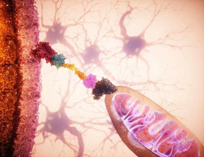 Технология MitoCatch: ученые научились направлять митохондрии для повышения эффективности клеточной терапии