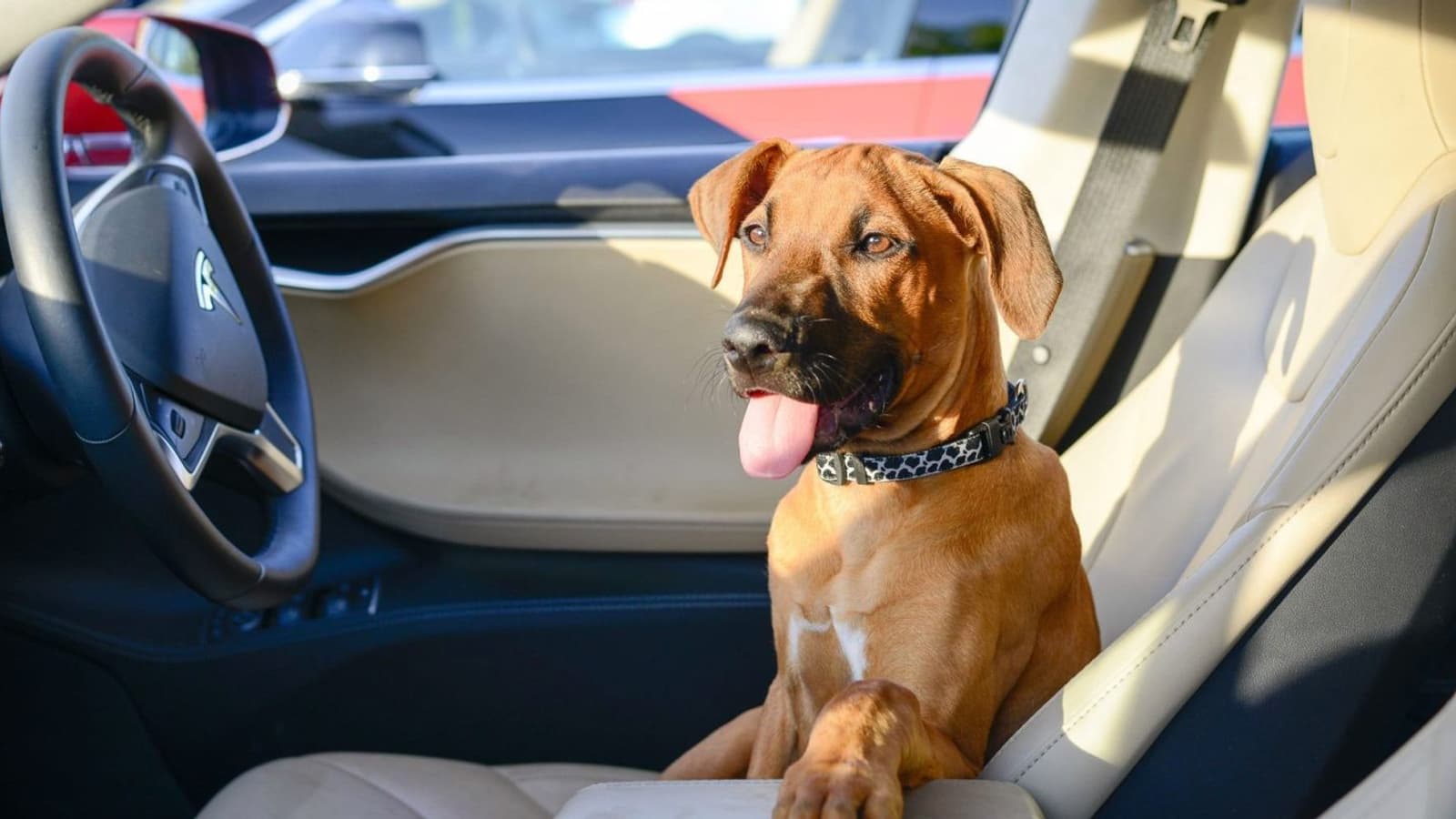 «Собачий режим» подскажет людям, что собака в машине Tesla находится в безопасности «Собачий режим» подскажет людям, что собака в машине Tesla находится в безопасности