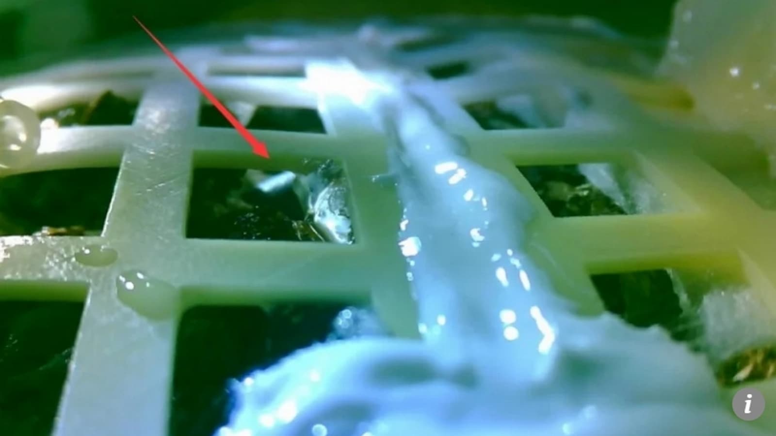 На космическом аппарате Change-4, недавно опустившемся на обратной стороне Луны, проросли семена хлопка