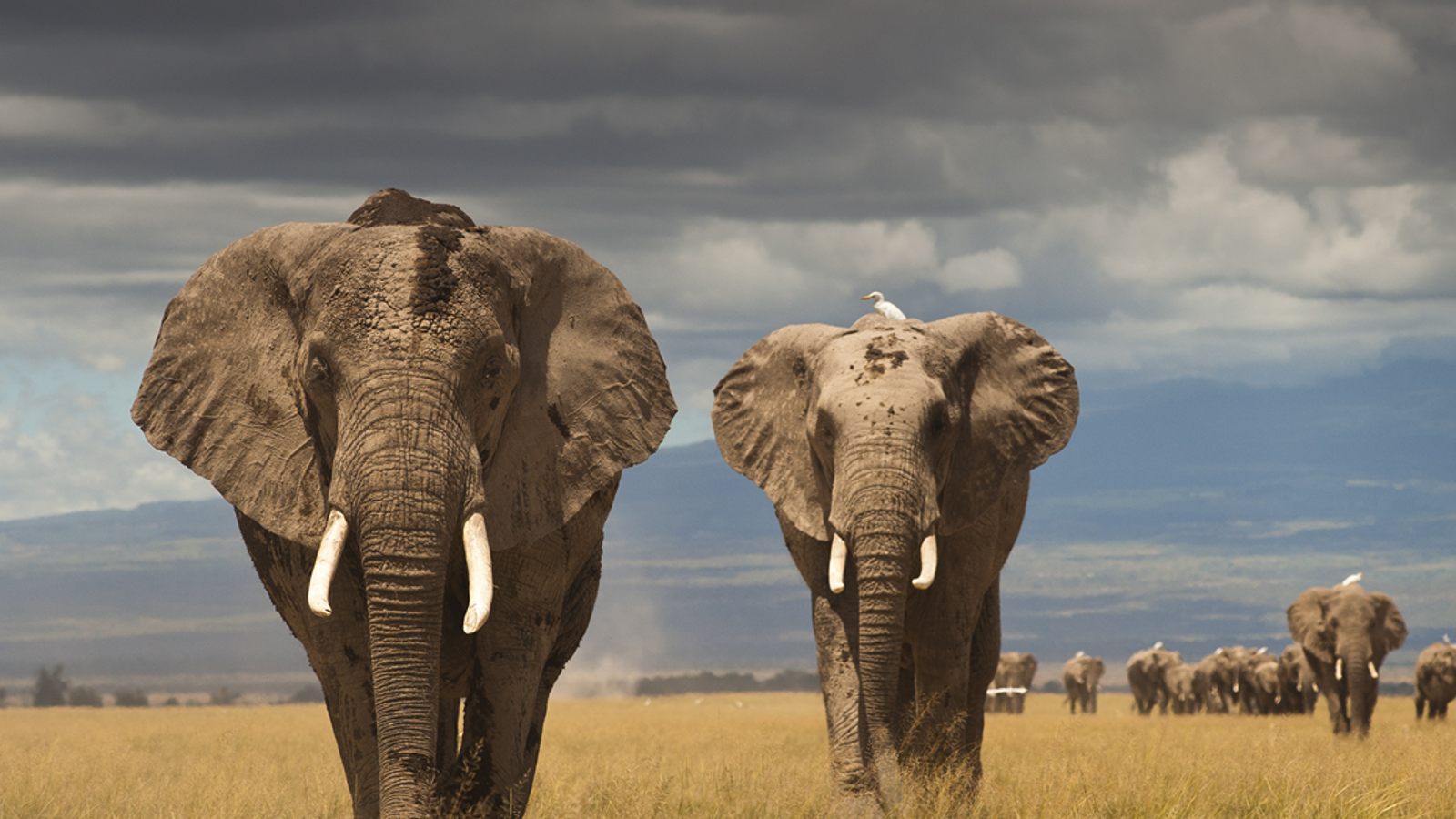 Технологии Intel легли в основу камеры TrailGuard AI, которая будет помогать выслеживать браконьеров в африканских заповедниках Технологии Intel легли в основу камеры TrailGuard AI, которая будет помогать выслеживать браконьеров в африканских заповедниках