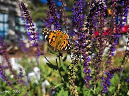 «После просмотра этого, вы поймете, почему я говорю, что это следующий король камер». Фото, сделанные на камеру vivo X90 Pro+, выглядят потрясающе