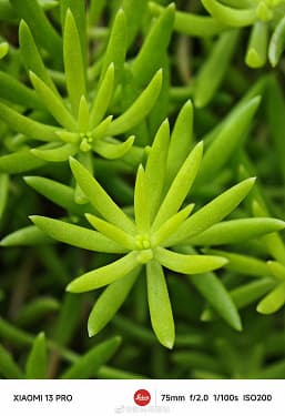 Так выглядит повседневная съемка на Xiaomi 13. Инсайдер показал нерекламные фото, сделанные на камеры Leica новых флагманов