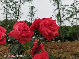 Так снимает топовый камерофон Honor и лучший смартфон в рейтинге DxOMark. Много фото, сделанных на камеру Honor Magic4 Ultimate