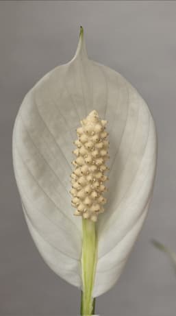 Камеру Samsung Galaxy S26 сопоставили с профессиональной Sony A7R5