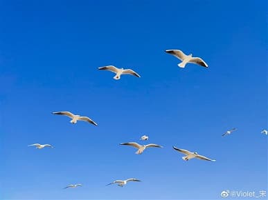 Так снимает новый король производительности среди смартфонов