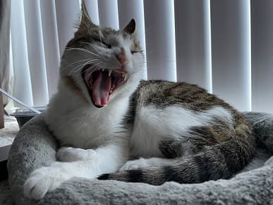 Камера iPhone 12 mini отлично снимает. Оценка DxOMark будет опубликована на этой неделе