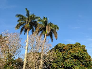 Лучший «бюджетный» камерофон? Большой тест камеры Pixel 4a незадолго до анонса смартфона