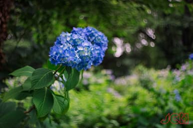 Объектив ручной работы MS Optics Aporia 24mm f/2 напоминает крышку байонета