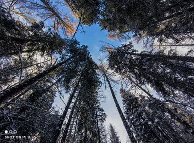 Как снимают разные камеры европейского Xiaomi Mi 11