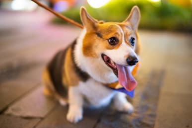 Представлен объектив Laowa Argus 45mm f/0.95 FF