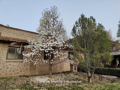 Xiaomi Mi 11 Ultra против новейших камерофонов. Samsung Galaxy S21 Ultra, Oppo Find X3 Pro и OnePlus 9 Pro показывают свои силы