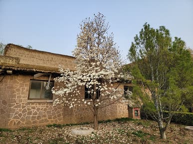 Xiaomi Mi 11 Ultra против новейших камерофонов. Samsung Galaxy S21 Ultra, Oppo Find X3 Pro и OnePlus 9 Pro показывают свои силы