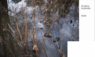 Галерея дня: снимки, сделанные объективами Laowa Argus с максимальной диафрагмой f/0,95