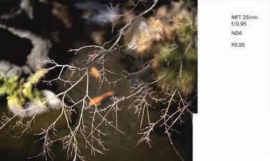 Галерея дня: снимки, сделанные объективами Laowa Argus с максимальной диафрагмой f/0,95