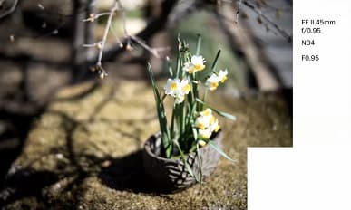 Галерея дня: снимки, сделанные объективами Laowa Argus с максимальной диафрагмой f/0,95