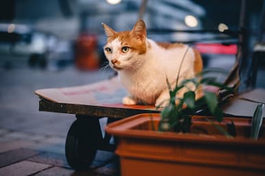 Представлен объектив Laowa Argus 33mm f/0.95 CF APO