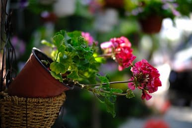 Представлен объектив Laowa Argus 33mm f/0.95 CF APO