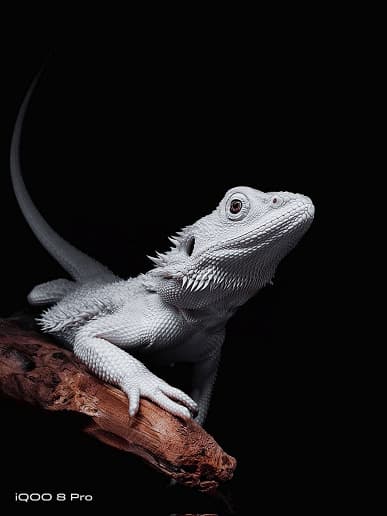 Передовой экран Samsung E5 разрешением 2К, Snapdragon 888 Plus, 50 Мп, 4500 мА·ч, 120 Вт. Это IQOO 8 Pro – убийца Xiaomi Mi 11 Ultra и Honor Magic3 Pro