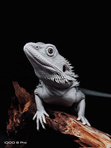 Передовой экран Samsung E5 разрешением 2К, Snapdragon 888 Plus, 50 Мп, 4500 мА·ч, 120 Вт. Это IQOO 8 Pro – убийца Xiaomi Mi 11 Ultra и Honor Magic3 Pro