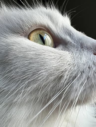 «Лучшая камера и невероятная автономность». Первый обзор iPhone 13 Pro