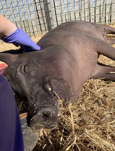 Компания Neuralink Илона Маска тренировалась на трупах животных. Компания ответила на претензии защитников животных