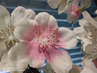 Так снимает 160-мегапиксельный флагман Honor среднего уровня. Много фото, сделанных на камеру Honor 80 Pro