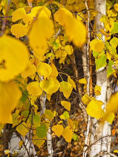 «Эти фотографии трудно превзойти на любом телефоне Samsung». Подборка новых фотографий, сделанных на Vivo X90 Pro+ 