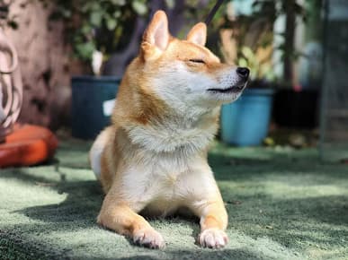 На что способен смартфон Xiaomi Mi 12S Ultra Сoncept Machine с профессиональным объективом Leica. Опубликованы первые фотографии