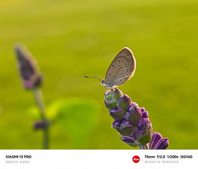 Опубликованы эффектные фото и видео с Xiaomi 13 Pro, демонстрирующие макросъёмку