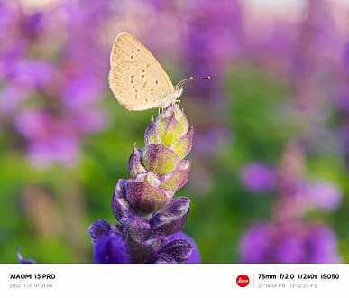 Опубликованы эффектные фото и видео с Xiaomi 13 Pro, демонстрирующие макросъёмку