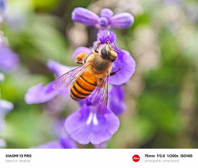 Опубликованы эффектные фото и видео с Xiaomi 13 Pro, демонстрирующие макросъёмку