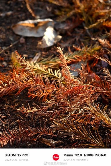 Возможности камеры Xiaomi 13 Pro в самых разных сценариях показали в огромной подборке фотографий