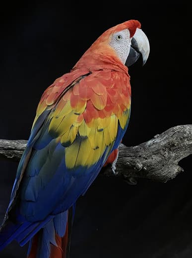 Так снимает новейший iPhone SE за 430 долларов. Примеры фото говорят о том, что Apple выжала максимум из 12 Мп