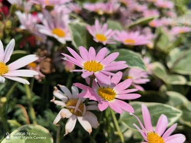 Так снимает Honor 70 Pro, оснащенный новейшим 54-мегапиксельным сенсором Sony IMX800. Опубликованы примеры фото в разных режимах, в том числе и ночью