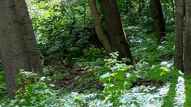 «iPhone 13 Pro отстаёт от Oppo Find X5 Pro на годы». Наглядное сравнение камер флагманов