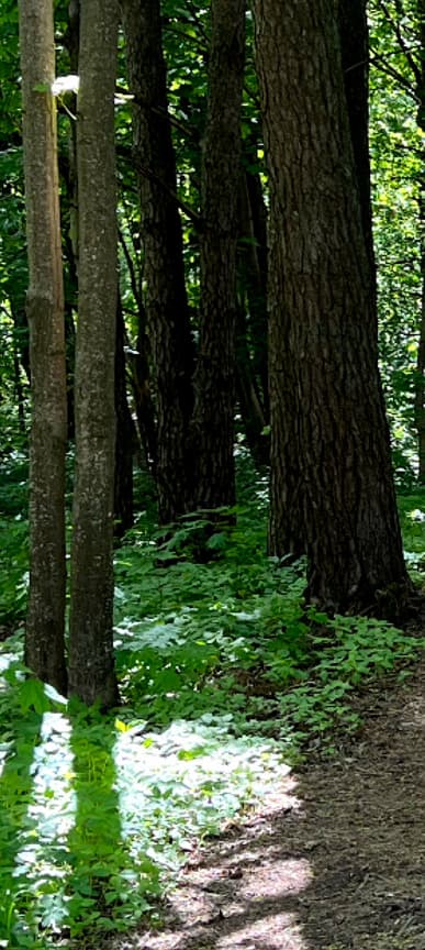 «iPhone 13 Pro отстаёт от Oppo Find X5 Pro на годы». Наглядное сравнение камер флагманов