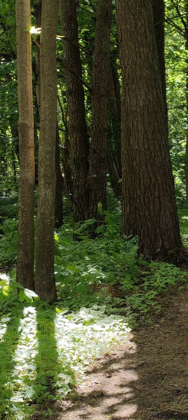 «iPhone 13 Pro отстаёт от Oppo Find X5 Pro на годы». Наглядное сравнение камер флагманов