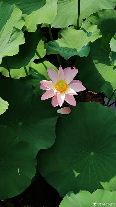 Так снимает первый 200-мегапиксельный смартфон Moto X30 Pro Так снимает первый 200-мегапиксельный смартфон Moto X30 Pro