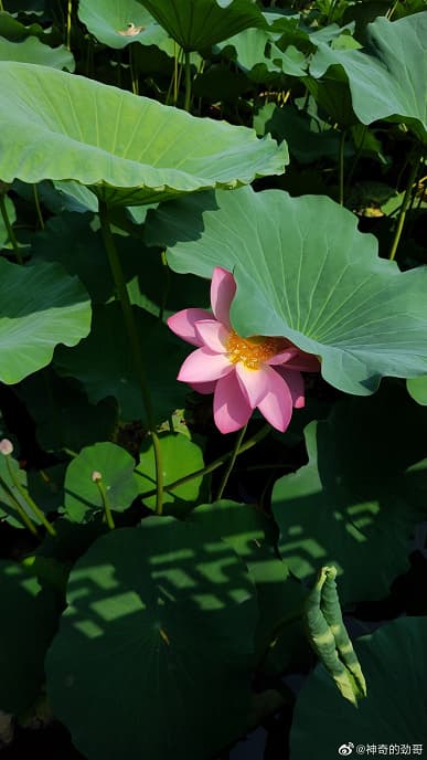 Так снимает первый 200-мегапиксельный смартфон Moto X30 Pro