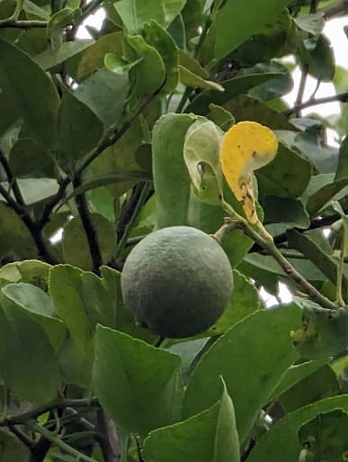 Galaxy S23 Ultra победил Pixel 7 Pro в первом сравнении снимков камеры