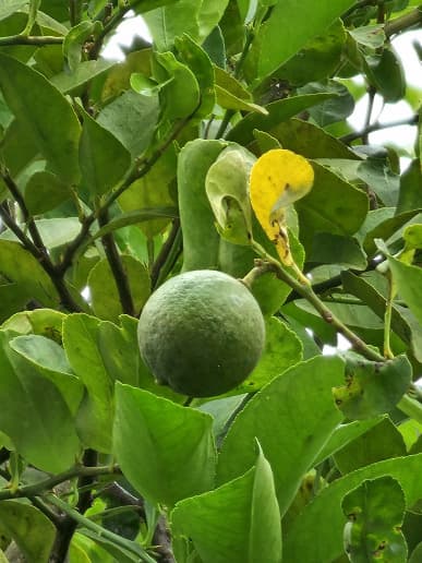 Galaxy S23 Ultra победил Pixel 7 Pro в первом сравнении снимков камеры