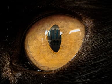 200 мегапикселей – новый уровень макросъемки. Пользователи Samsung Galaxy S23 Ultra могут делать снимки макро при помощи основного модуля телефона