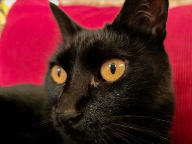 200 мегапикселей – новый уровень макросъемки. Пользователи Samsung Galaxy S23 Ultra могут получать изображения макро при помощи основного модуля телефона