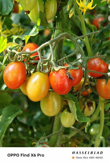 Так снимает претендент на звание лучшего камерофона в мире. Реальные (а не рекламные) фото, сделанные на камеру Oppo Find X6 Pro