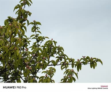 На что способна камера Huawei P60 Pro? Много примеров дневной и ночной съемки с основной камеры флагмана