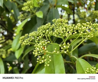 На что способна камера Huawei P60 Pro? Много примеров дневной и ночной съемки с основной камеры флагмана