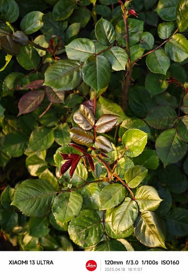 Так снимают разные камеры Xiaomi 13 Ultra. Огромная подборка реальных (а не рекламных) фото