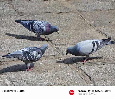 Так снимают разные камеры Xiaomi 13 Ultra. Огромная подборка реальных (а не рекламных) фото