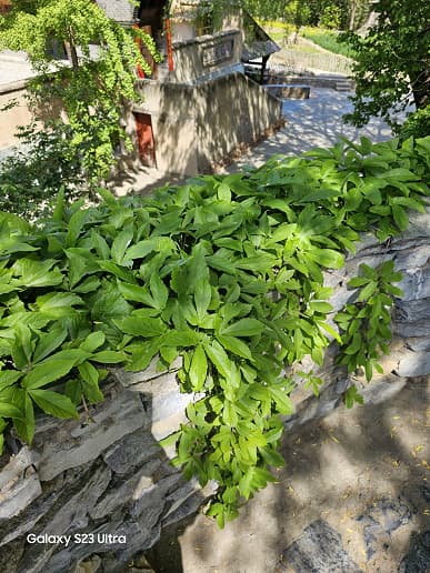 Xiaomi 13 Ultra против Samsung Galaxy S23 Ultra. Появились первое сравнение камер двух флагманов