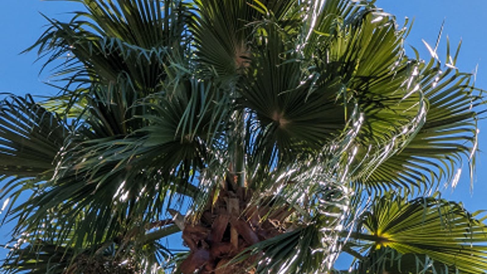 Так снимает Pixel 8 Pro: примеры реальных, а не рекламных фото